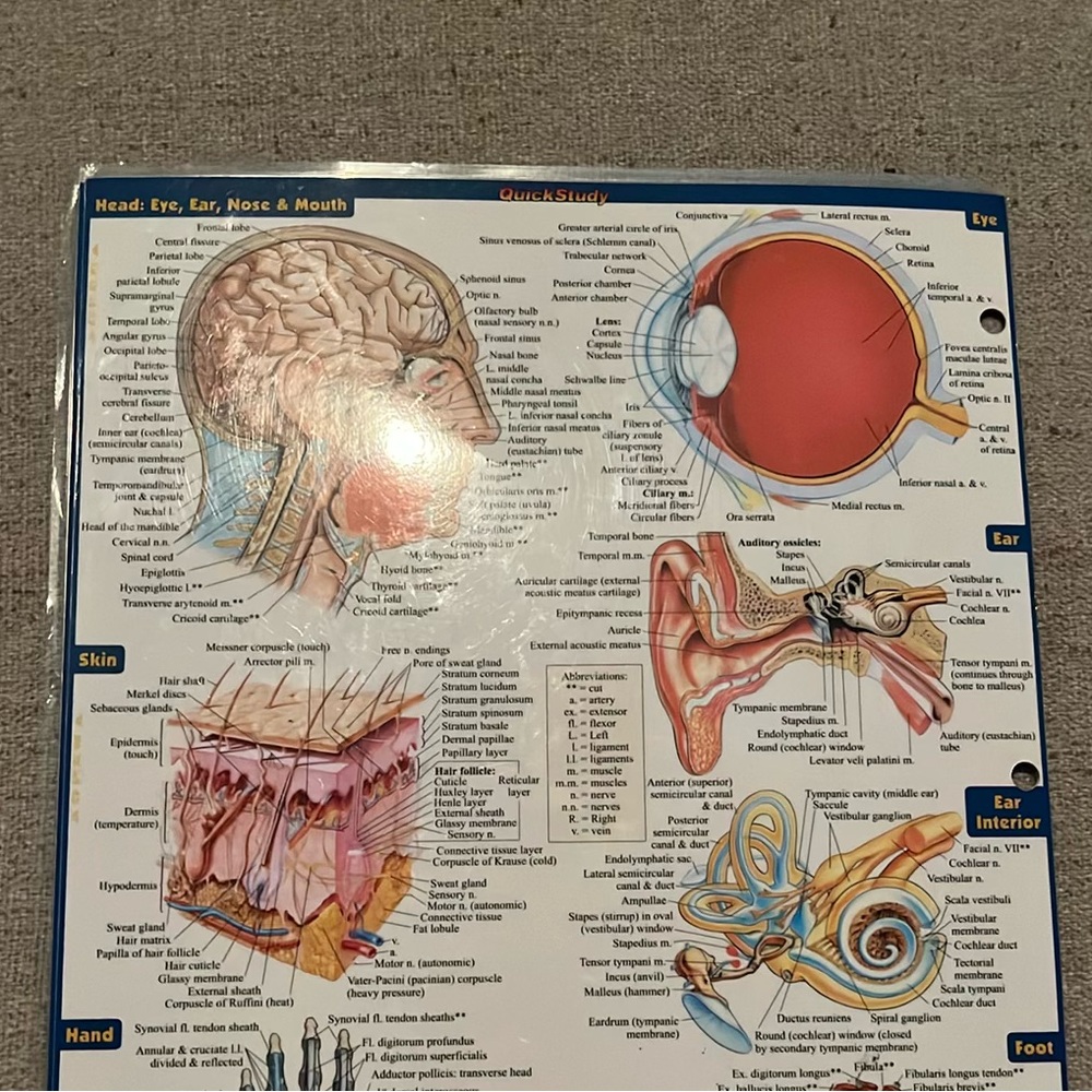 Anatomy Study Guide - Picture 3 of 4